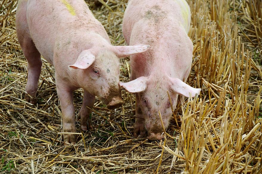 Le ministre de l’Agriculture Zdenk Nekula à Bruxelles pour la première fois : les éleveurs de porcs sont dans une situation critique et ont besoin d’un soutien financier considérable