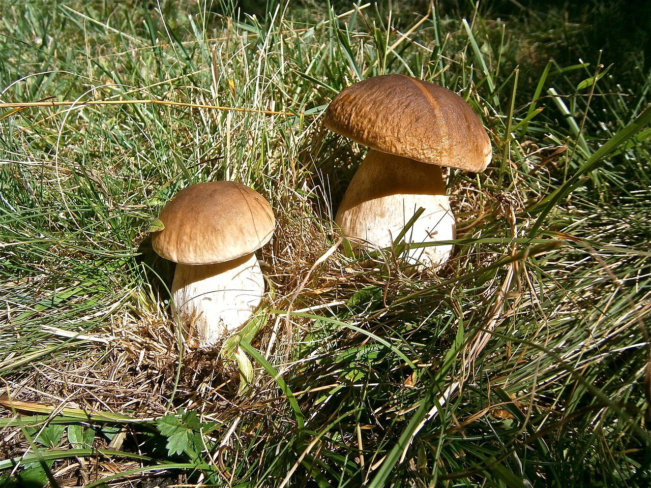 This year, they will probably take the mushrooms out of the forest for three billion crowns.  It will not be a record for 2013